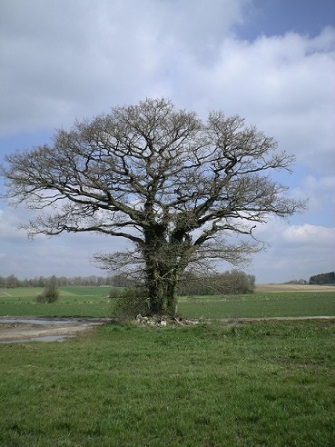 arbre