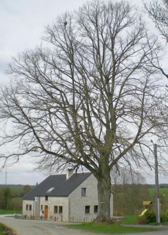 arbre