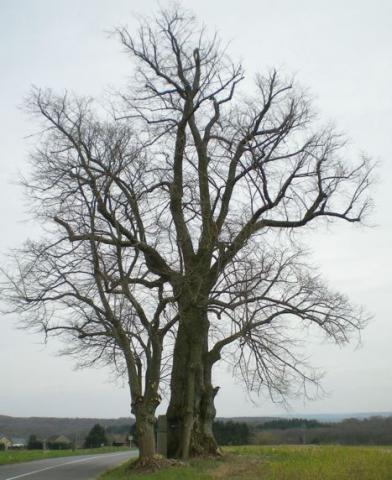 arbre