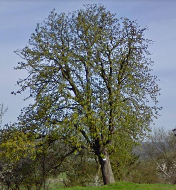 arbre