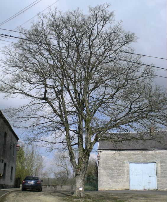 arbre