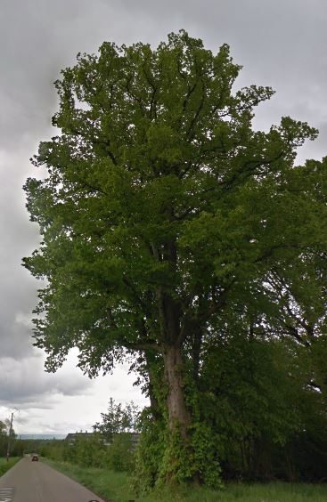 arbre
