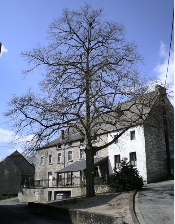 arbre