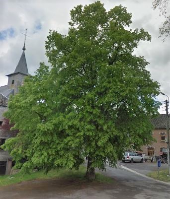 arbre