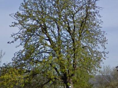 arbre