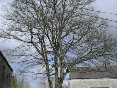 arbre
