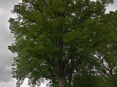 arbre