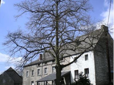 arbre