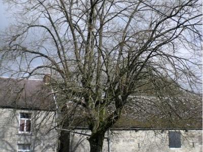 arbre