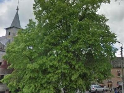 arbre